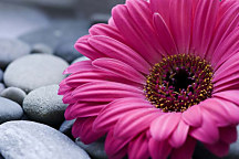 Obrazy Kvet - Ružový zs24098