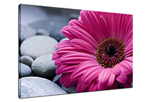 Obrazy Kvet - Ružový zs24098