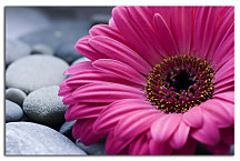Obrazy Kvet - Ružový zs24098