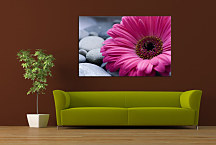 Obrazy Kvet - Ružový zs24098