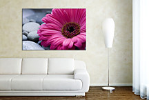 Obrazy Kvet - Ružový zs24098