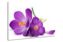 Obraz Kvety Fialové zs24105