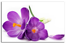 Obraz Kvety Fialové zs24105