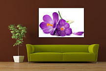 Obraz Kvety Fialové zs24105