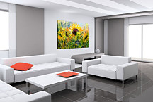 Obraz Slnečnice zs24160