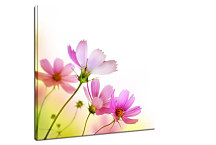 Obraz na stenu Poľné Kvety zs24176