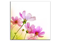 Obraz na stenu Poľné Kvety zs24176