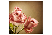 Obraz Ruže zs24223