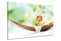 Obraz na stenu Kvet Vanilka zs24228