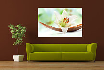 Obraz na stenu Kvet Vanilka zs24228