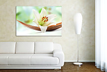 Obraz na stenu Kvet Vanilka zs24228