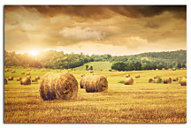 Obraz Príroda - Pole zs24247