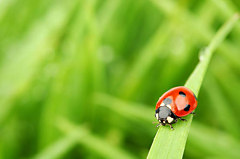 Obraz na stenu ZS - bez pomeru strán