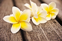 Obraz na stenu ZS - bez pomeru strán