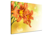 Obraz Kvety oranžové zs24272