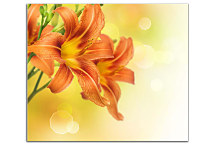 Obraz Kvety oranžové zs24272