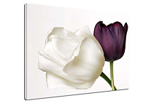 Tulipány Obraz zs24282