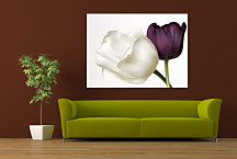 Tulipány Obraz zs24282