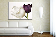 Tulipány Obraz zs24282