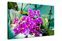 Kvety fialové Obrazy zs24286
