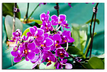Kvety fialové Obrazy zs24286