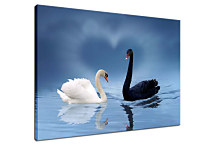 Obraz Labute zs24318
