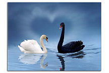 Obraz Labute zs24318
