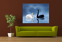 Obraz Labute zs24318