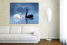 Obraz Labute zs24318