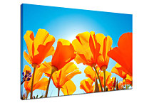 Kvety oranžové Obrazy zs24331