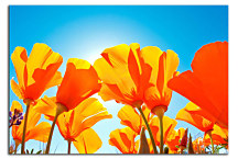 Kvety oranžové Obrazy zs24331