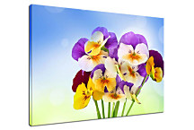 Obraz Kvety Fialky zs24352