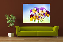 Obraz Kvety Fialky zs24352
