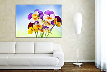 Obraz Kvety Fialky zs24352