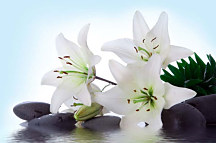 SPA obrazy  Biele kvety s kameňmi zs24377