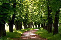 Obraz na stenu ZS - bez pomeru strán