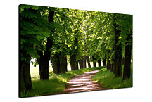 Obraz Stromy zs24396