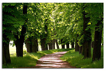 Obraz Stromy zs24396