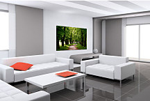 Obraz Stromy zs24396