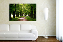 Obraz Stromy zs24396