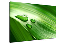 Obraz na stenu List zs24399