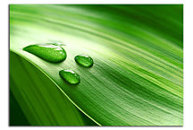 Obraz na stenu List zs24399