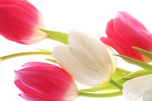 Obraz Kvety Tulipány zs24414