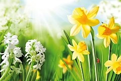 Obraz na stenu ZS - bez pomeru strán