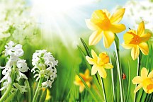 Obraz Kvet Narcis zs24428