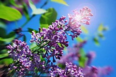 Obraz na stenu ZS - bez pomeru strán