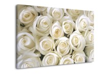 Obrazy Ruže biele zs266