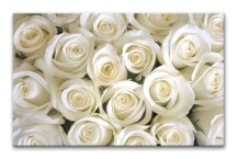 Obrazy Ruže biele zs266