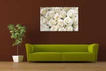 Obrazy Ruže biele zs266