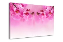 Obraz Orchidea ružová zs267